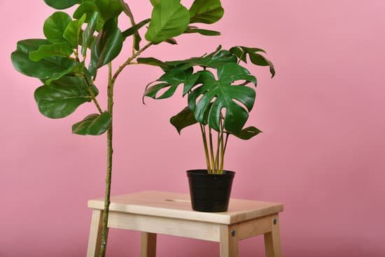 canva indoor plants on wooden furniture for decoration MAECbo7sJ7E