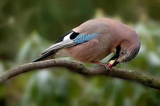 canva jay bird on a branch MADQ5WDoW64