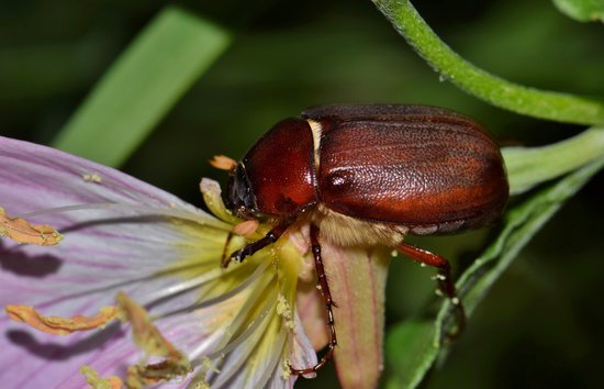 canva june bug MADFcgqItz4