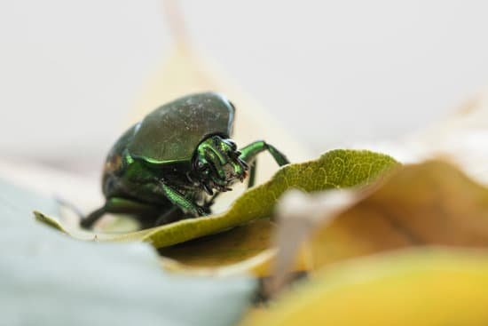 canva june bug closeup on leaves MADCjjhsa7M