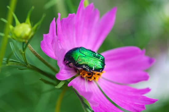 canva june bug cotinis nitida on pink cosmos flower MAEkpC 8Zwk