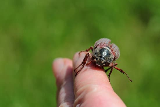 canva june bug crawling on a finger MADATm6kTSg