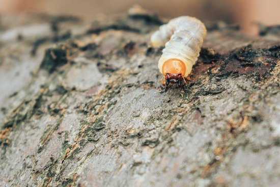 canva june bug larva creeps along the bark of a tree. melolontha is close up. the malicious parasite is on the tree. MADIN jLlLI