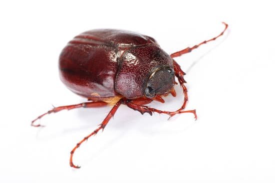 canva june bug on white MAC54usDEfw