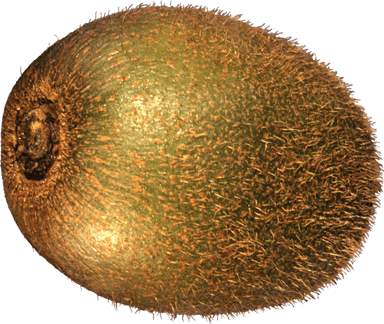 canva kiwi MAEZc6Yvyuo
