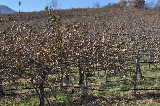 canva kiwi plants