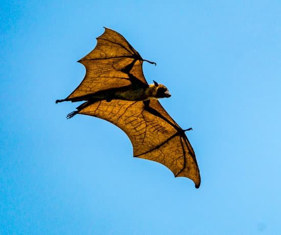 canva large bat flies during day showing translucent wings MAEJpKInvBQ