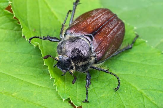 canva large june bug is sitting on a leaf. insect is an agricultural pest MADTaQl zz4