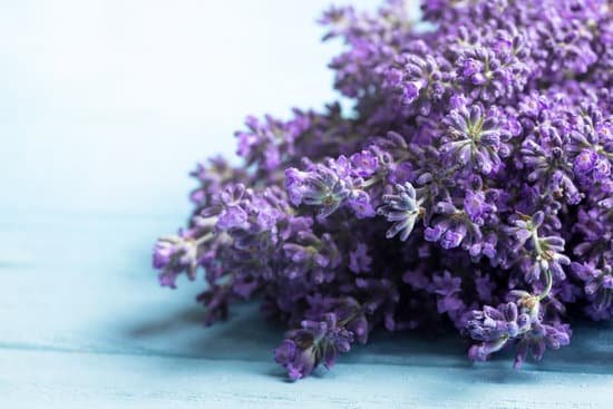 canva lavender bouquet on a blue background MAEBUUhX6LQ