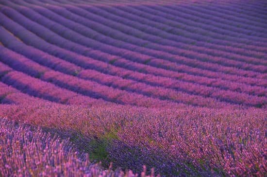 canva lavender field MAC9ZIK9X50