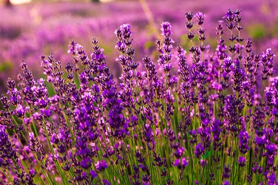 canva lavender field closeup MAD7EieQn48