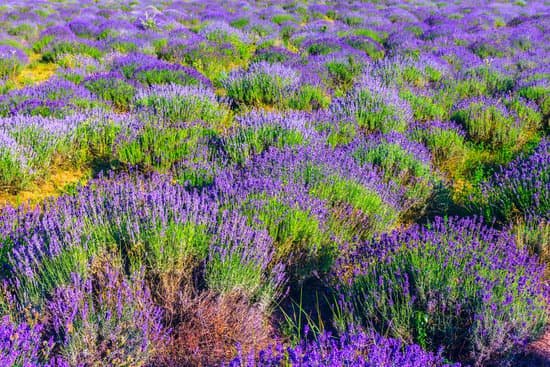 canva lavender field flower farm MAD6vA n4BY