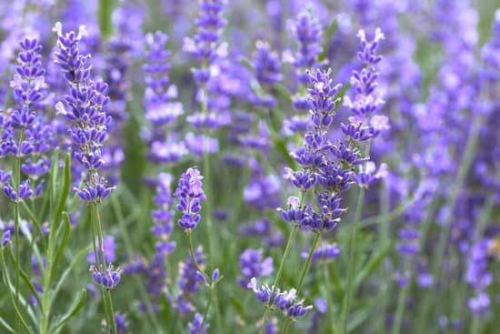 canva lavender field in provence MAD7mCpp9YY