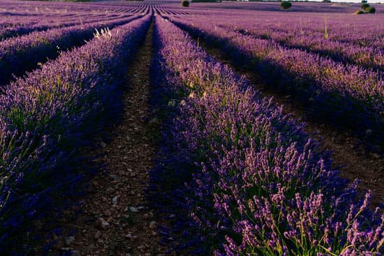 canva lavender field in the country MAED9swwzTI