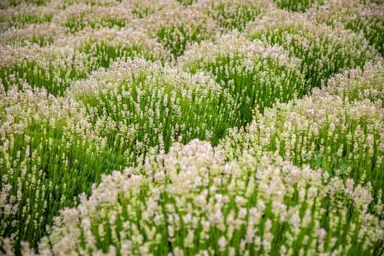 canva lavender field in the early spring MAEEg1ayklo