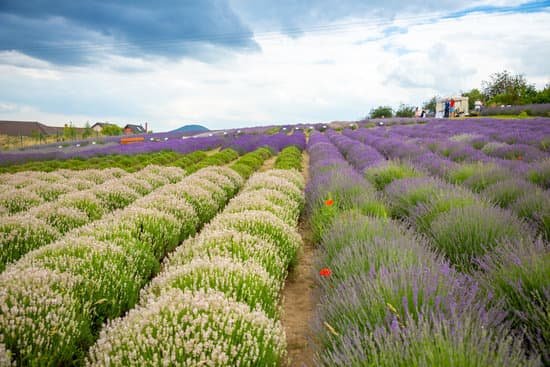 canva lavender field in the early spring MAEEg3Sm054