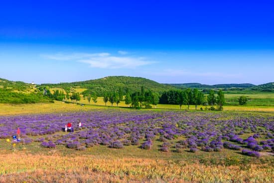 canva lavender field in the summer MAD6vHKJ3ao