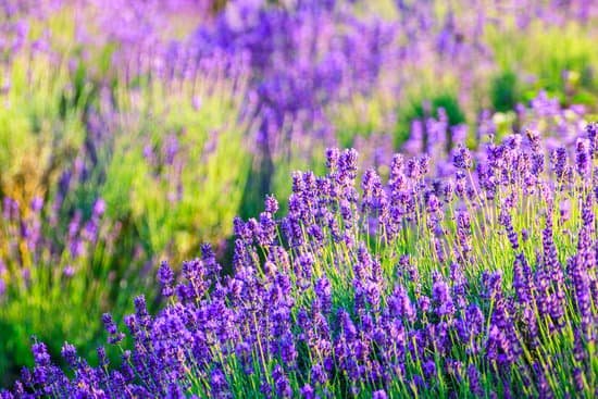 canva lavender field in the summer MAD6vIMdcu0