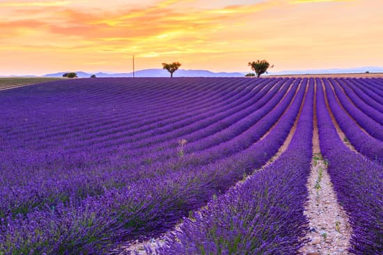 canva lavender field in the sunset MAD6uz0q8qA