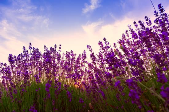 canva lavender field in tihany hungary MAD7EhJN5TA