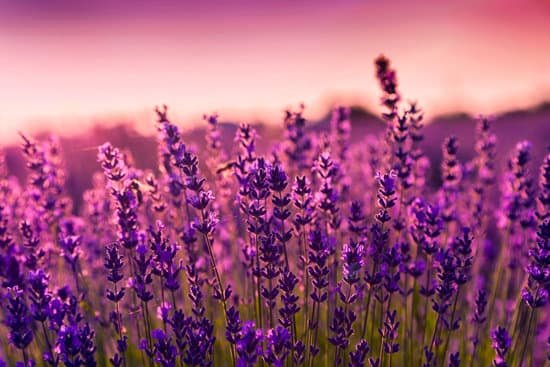canva lavender field in tihany hungary MAD7Ei6WIcs
