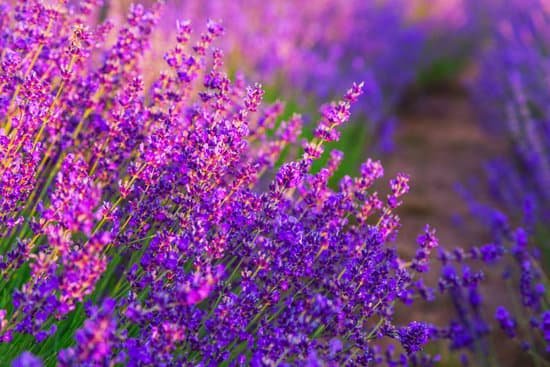 canva lavender field in tihany hungary MAD7EkVVyfE