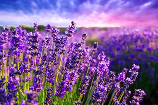 canva lavender field in tihany hungary MAD7EqmRo14