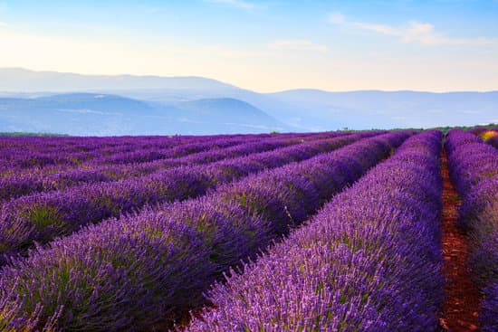 canva lavender field landscape MAD6u I1I5s