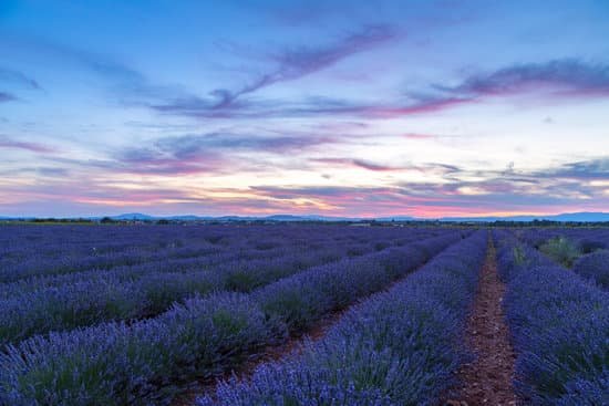 canva lavender field landscape MAD6uzfjZdk