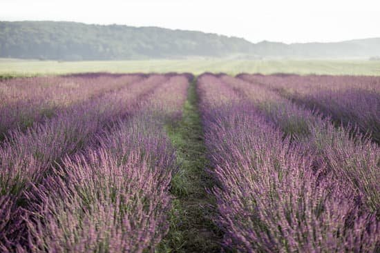 canva lavender field landscape MAElbOOthvc