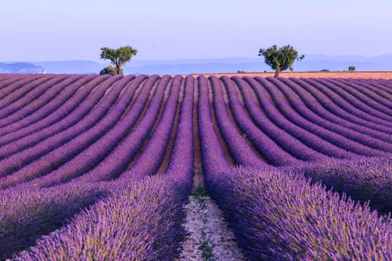 canva lavender field near valensole france MAD6u2RPAeU