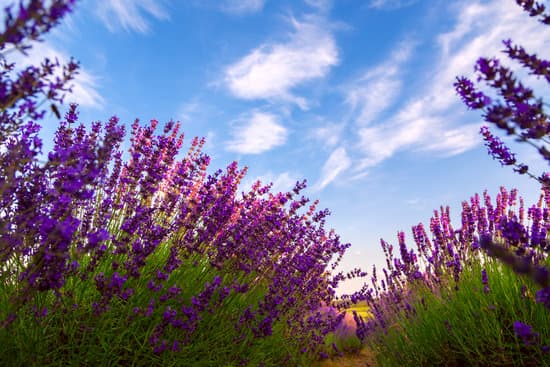canva lavender field perspective MAD7ErP7lo0