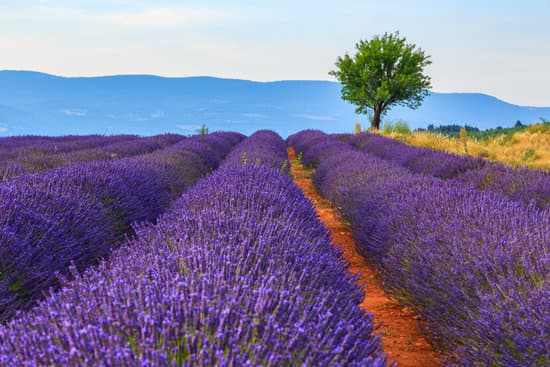 canva lavender field summer landscape MAD6uwM5cMI