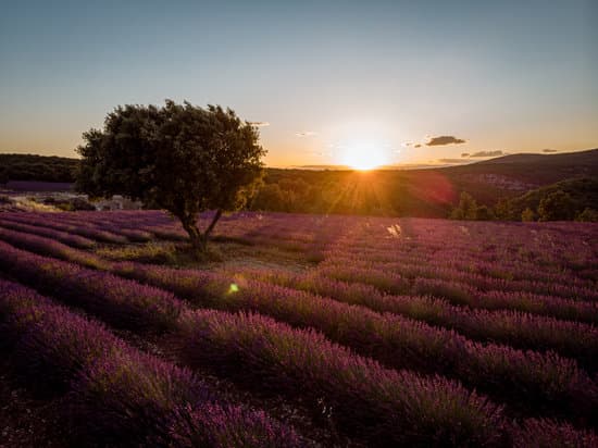 canva lavender fields in ardeche france MAER1ag3iP4