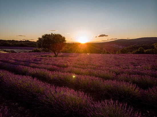 canva lavender fields in ardeche france MAER1eJMm5Y