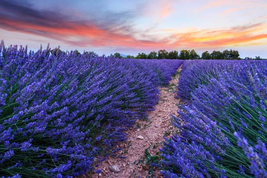 canva lavender fields in the sunset MAD6u1d kcM