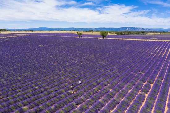 canva lavender fields in valensole in the south of france MAECzm6Z5m0