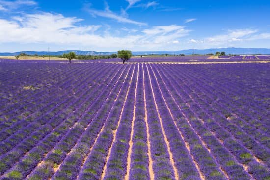 canva lavender fields in valensole in the south of france MAECzvN SMY