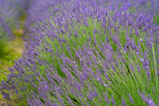 canva lavender flower blooming fields MAEEg2YHcp4