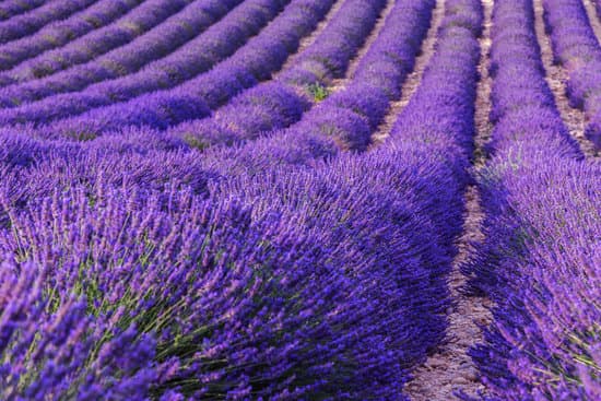 canva lavender flower field MAD6u7ZEQic