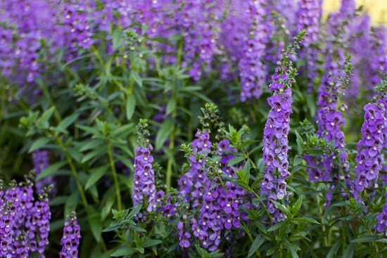 canva lavender flower with leaves MAEQ1p6GKKQ