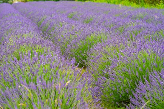 canva lavender flowers blooming in field MAEEm Ip2WI