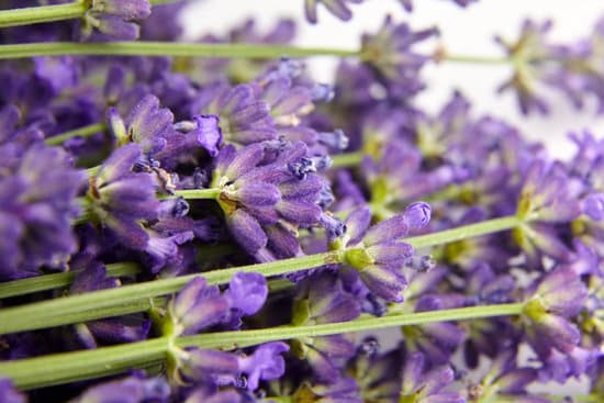 canva lavender flowers buds closeup MAEP2NBoyRA