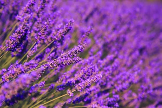 canva lavender flowers closeup MAD6u87A4Yk
