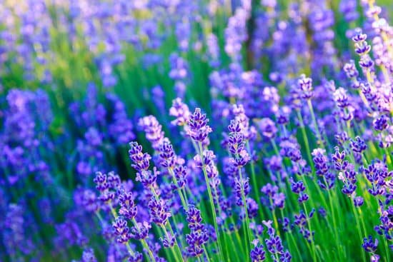 canva lavender flowers during sunset MAD6vBOKJgw
