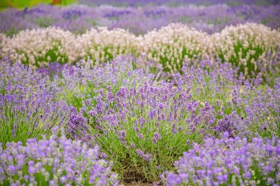 canva lavender flowers in a field MAEEg2PUbyU