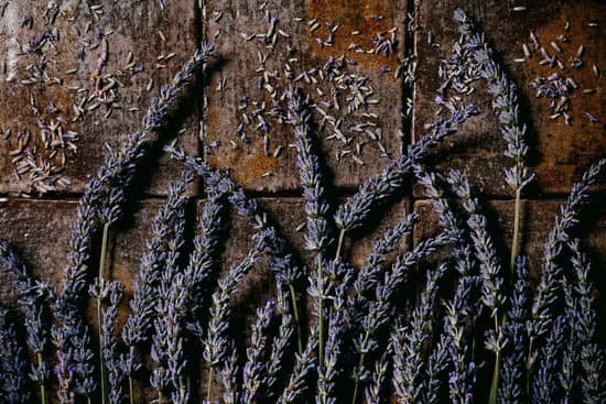 canva lavender flowers on dark tile MAECVTNb3lA