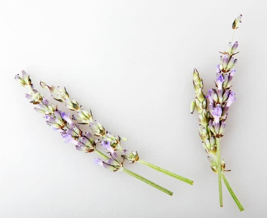 canva lavender flowers on white background MAEJtCd9DcU