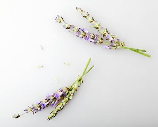 canva lavender flowers on white background MAEJtDnNDEk