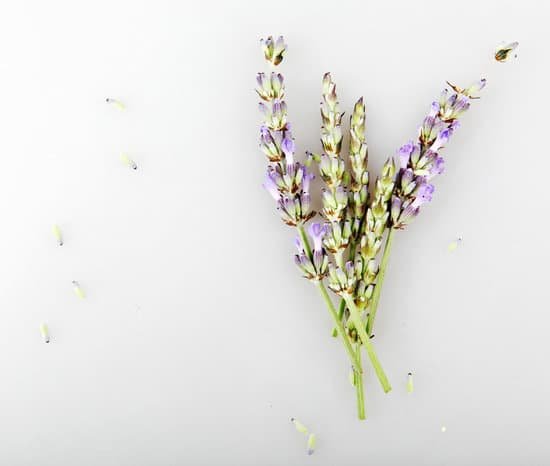 canva lavender flowers on white background MAEJtMt1ZuA